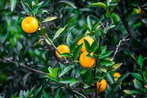 Fresh oranges from a tree photo