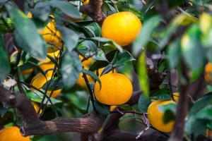 Fresh oranges from a tree photo