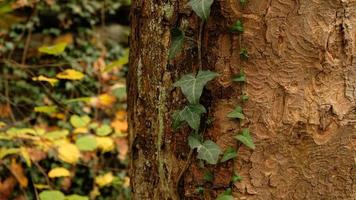 Tree bark pattern, brown natural background. Wooden textured background of tree trunk. Green ivy leaves on tree trunk in fall forest. Textured background of leaves. Selective focus. photo