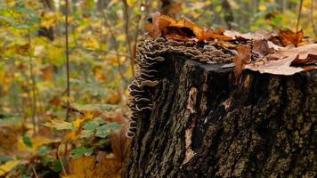 Mushrooms on a large stump in fall forest. Beautiful autumn card for a poster or postcard. The stump is covered mushrooms and autumn leaves. Parasitic mushrooms on trees. photo