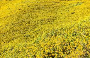 Mexican sunflower in Thailand photo