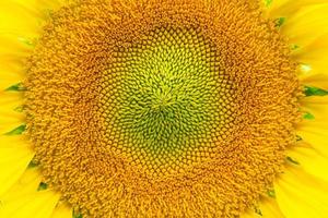 beautiful pollen of sunflower photo