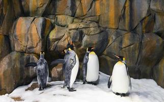 Emperor Penguins in zoo photo
