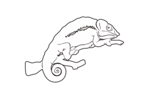 Reptile Animal - Chameleon Line Art png