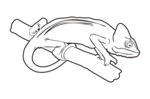 Reptile Animal - Chameleon Line Art png