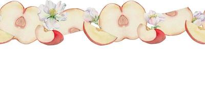 Hand drawn watercolor apple fruits ripe, slices, red and green color, flowers. Seamless horizontal banner. Isolated on white background. Design for wall art, wedding, print, fabric, cover, card. vector
