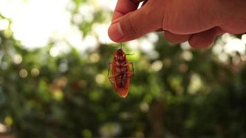 hand innehav död- kackerlacka med suddigt bakgrund