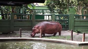 Comune ippopotamo o ippopotamo ippopotamo amphibius mostrando aggressione. famiglia di ippopotamo nel Asia, nuoto nel soleggiato giorno video