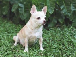 linda marrón corto pelo chihuahua perro sentado en verde césped en el jardín, mirando lejos curiosamente. foto