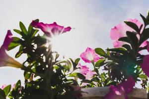 Low angle view pink petunia flower blooming in a garden. photo