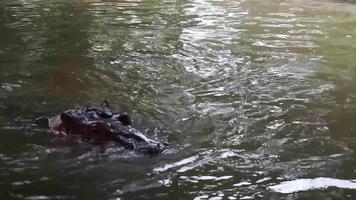 allmänning flodhäst eller flodhäst flodhäst amfibie som visar aggression. familj av flodhäst i Asien, simning i solig dag video