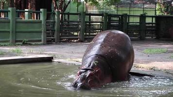 Common hippopotamus or hippo Hippopotamus amphibius showing aggression. Family of Hippo in Asia, Swimming in Sunny Day video