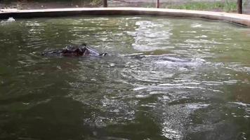 gemeenschappelijk nijlpaard of nijlpaard nijlpaard amphibius tonen agressie. familie van nijlpaard in Azië, zwemmen in zonnig dag video