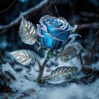 Frozen magic blue rose in the snow romantic background. photo