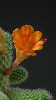 Cactus flower blooming vertical time lapse video. video