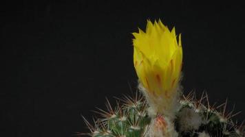 skön kaktus blomma blomning tid upphöra isolerat på svart bakgrund. video