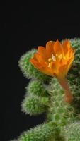 Cactus flower blooming vertical time lapse video. video