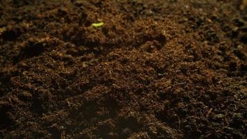 Wachsende Samen, die aus dem Boden aufsteigen, zeitraffer 4k-Filmmaterial. video