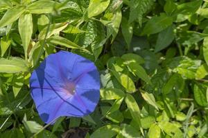 Violet flower on the spring garden with blurry background when rainy season The photo is suitable to use for botanical background, nature posters and nature content media.