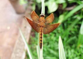 Brown dragonfly perched on a leaf. photo