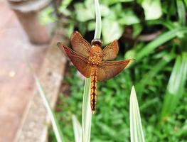 Brown dragonfly perched on a leaf. photo