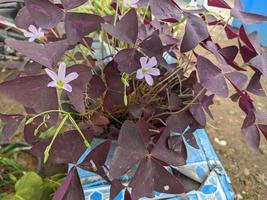 Close up photo of purple flower with violet leaf. The photo is suitable to use for decorative flower background and nature content media.