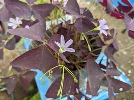 Close up photo of purple flower with violet leaf. The photo is suitable to use for decorative flower background and nature content media.