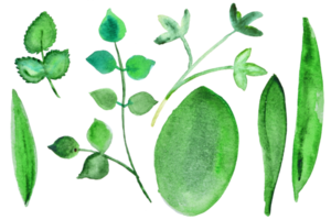 diferente Formato do verde aguarela folhas clipart em branco. conjunto do mão desenhado ilustração do verão vegetação. png