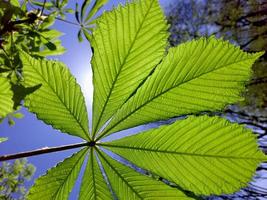 verde castaña hoja en contra el antecedentes de el Dom y azul cielo. primavera antecedentes foto