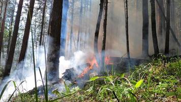 bosque fuego. caído árbol es quemado a el suelo un lote de fumar cuando Fuego salvaje foto