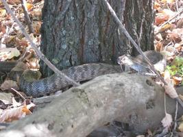 víbora serpiente en otoño hojas foto