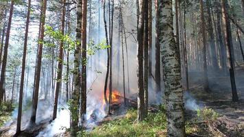 bosque fuego. caído árbol es quemado a el suelo un lote de fumar cuando Fuego salvaje foto