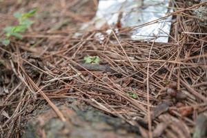 surface and texture twig pine forest when fall season. photo