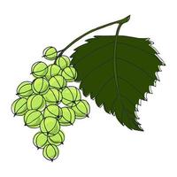 Gooseberry with a leaf. Vector image in the style of a doodle.