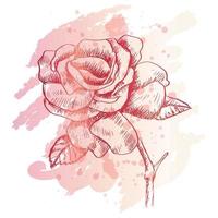 Hand drawn sketch of rose flower. vector