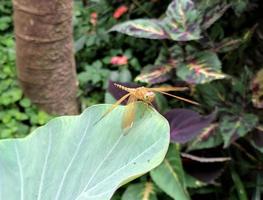 Brown dragonfly perched on a taro leaf photo
