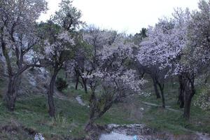 un ver de el almendra arboles en el primavera foto