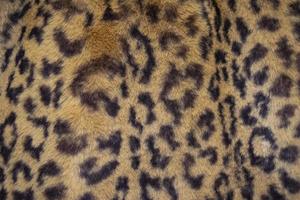 Leopard animal print, fur texture or background full frame photo