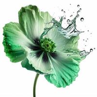 Beautiful green flower in the water. photo