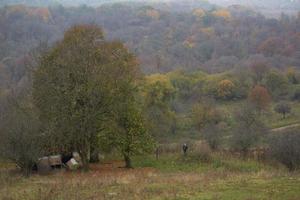 landscape Valley trees green meadow sky weather photo