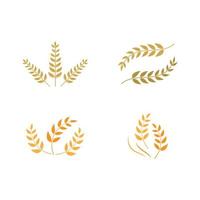 Agriculture wheat vector