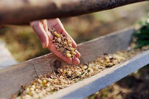 A woman works on a farm and feeds her chickens with healthy food, putting young, organic grass and compound feed into their feeders by hand to feed them photo