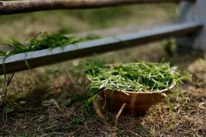 A bowl of fresh green organic grass stands near the bird feeder and is designed to provide vitamins for chickens photo