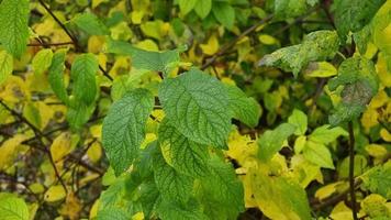 jong ontkiemen schiet van pruimen zwaaien in de wind tegen de achtergrond van geel en groen bladeren in herfst. herfst tuin. video