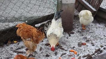 Doméstico gallo y gallinas son picoteo y mirando para grano en el Nevado suelo. país patio trasero. se congela agricultura en invierno. video