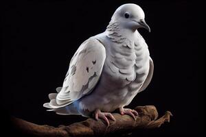 White dove isolated on black background. . Digital Art Illustration photo