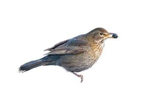 Bird thrush cropped. To use composing. Isolated animal. Brown feathers. Animal photo