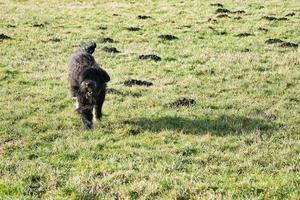 Black Goldendoddle running in a meadow while playing. Fluffy long black coat. photo