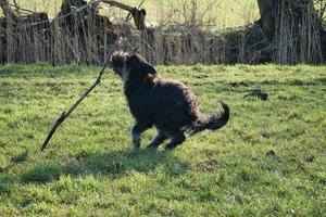 Black gold doddle running on a meadow playing with a stick. Fluffy long black coat photo