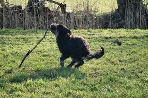 Black gold doddle running on a meadow playing with a stick. Fluffy long black coat photo